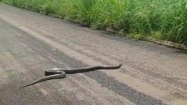 Cobra sucuri é flagrada atravessando avenida em Catalão; Vídeo