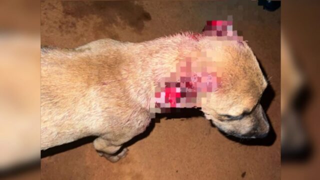 Homem é preso por suspeita de maus-tratos após cortar as orelhas de cachorro em Catalão