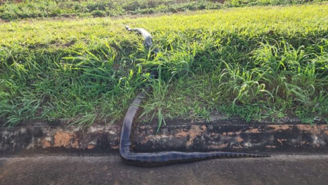 Sucuri de 6 metros é flagrada atravessando a BR-050 em Catalão