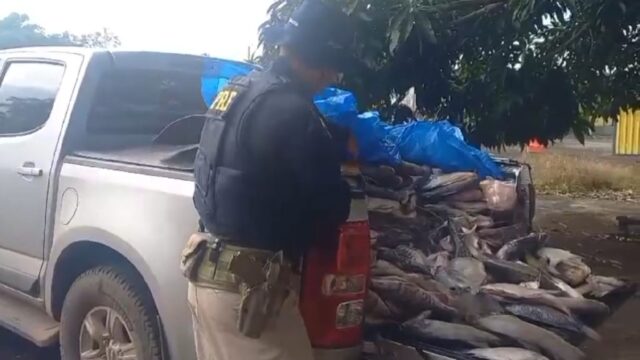 Comerciante é detido pela PRF transportando pescado irregular na BR-153 em Goiás