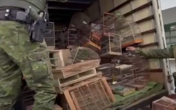 Polícia Militar resgata mais de 500 aves mantidas em cativeiro em Caldas Novas