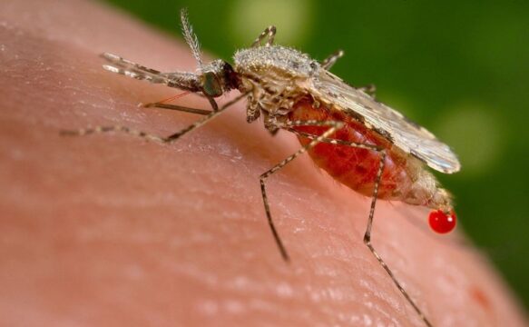 Garimpeiro internado em Catalão é diagnosticado com malária após trabalho na Guiana Francesa