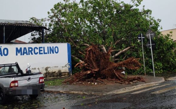 Árvore cai e bloqueia avenida em Ipameri durante forte chuva e ventania