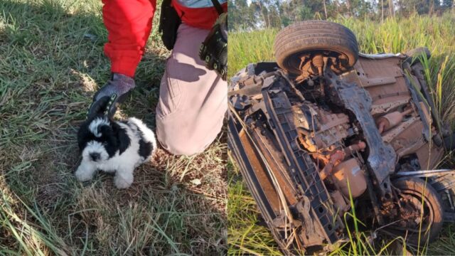 Cachorro sobrevive após carro capotar na BR-050 em Goiás