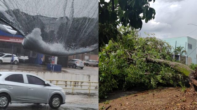 Temporal com ventos de até 78 km/h e granizo provoca queda de árvore em Catalão