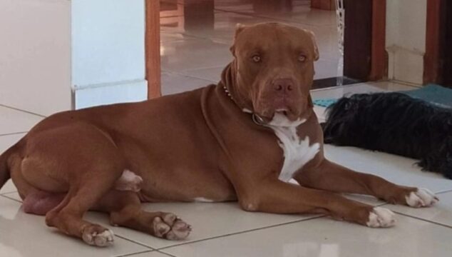 Pitbull morto a facadas em Coromandel tentava defender família: 'foi para me acertar, mas ele não permitiu', diz tutora