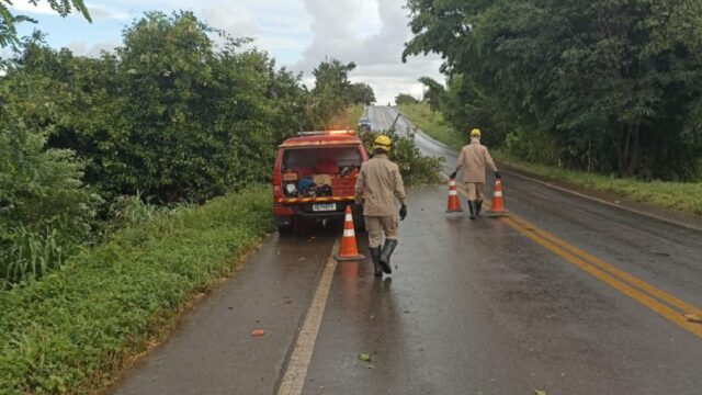 Bombeiros removem árvore caída e liberam trânsito na GO-330, em Ipameri