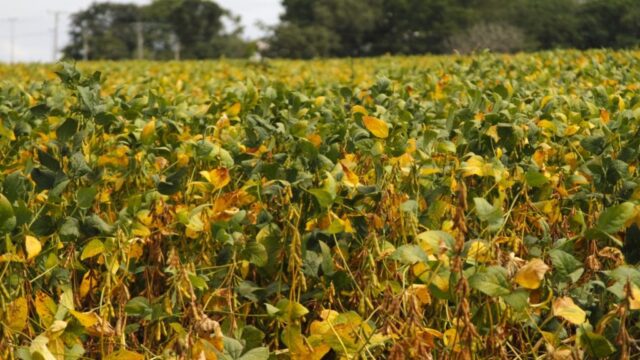Produção goiana de grãos deve avançar 14,2% na safra 2024/2025