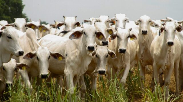 Goiás bate recorde no abate de bovinos no 1º trimestre de 2025
