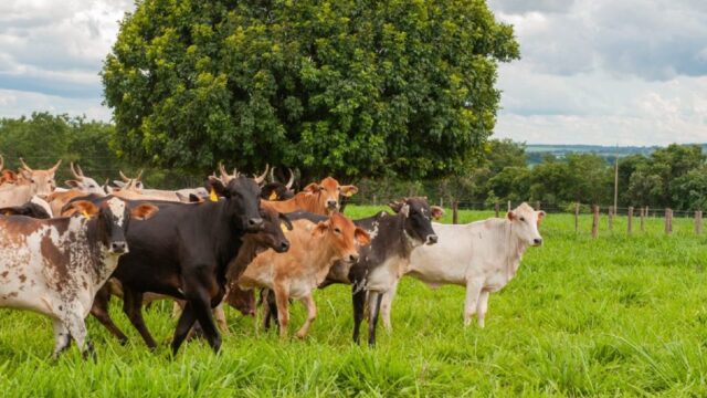 Goiás celebra um ano do reconhecimento oficial como zona livre de febre aftosa sem vacinação