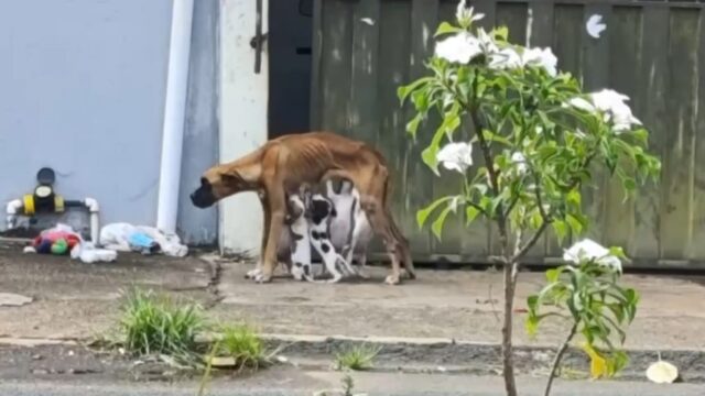 Homem é preso em flagrante por maus-tratos a cachorro em Catalão