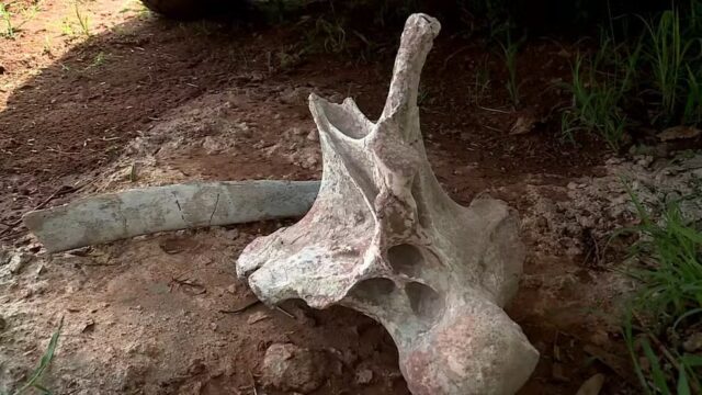 Fósseis de dinossauros são encontrados às margens da BR-050, entre Uberlândia à Uberaba