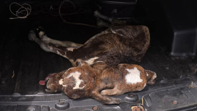 Bezerro nasce com duas cabeças na zona rural de Corumbaíba
