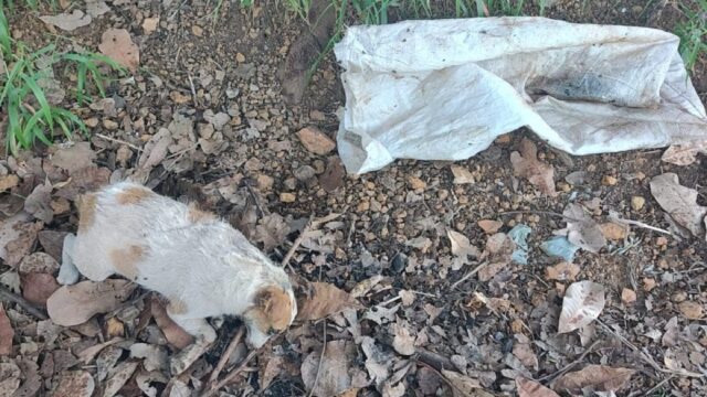Homem é preso em flagrante por matar filhote de cachorro a marretadas em Vianópolis