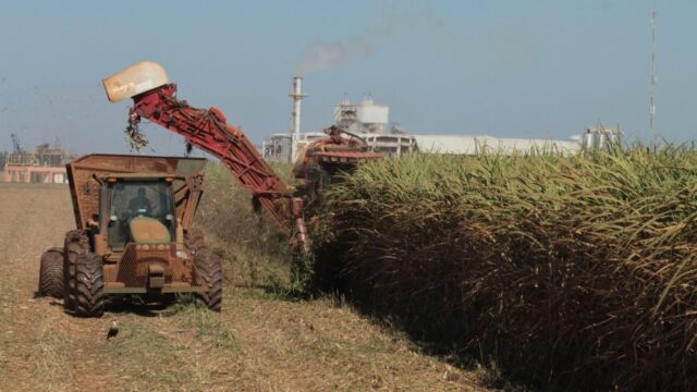 Goiás deve colher safra recorde de cana-de-açúcar em 2025