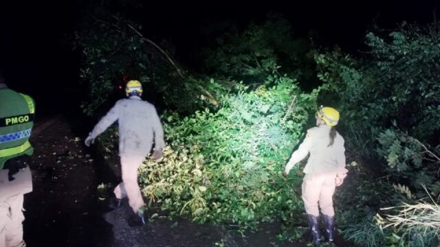 Árvores caem sobre a GO-330 e Corpo de Bombeiros é acionado para desobstrução da pista entre Ipameri e Catalão