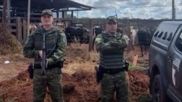 Polícia Ambiental apreende 900 cabeças de gado criadas de forma ilegal em confinamento em Pires do Rio