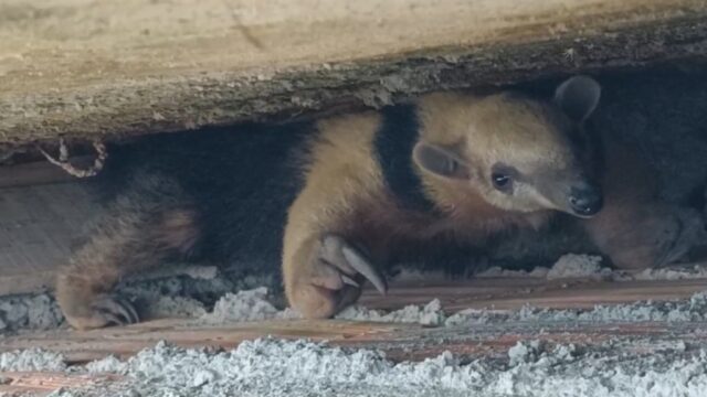 Corpo de Bombeiros resgata tamanduá-mirim em obra no bairro Cidade Jardim, em Catalão