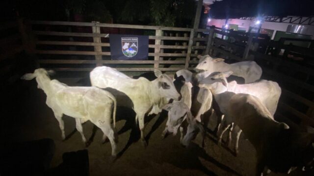 Suspeito de furto de gado e foragido por homicídio é detido com receptador pelo Batalhão Rural em Davinópolis