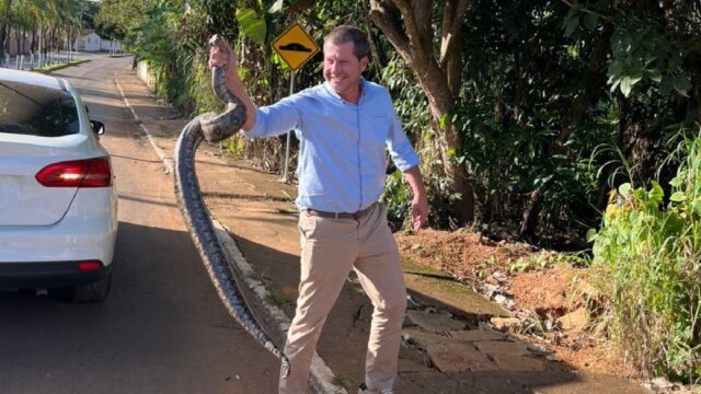 Cena inusitada: prefeito de Campo Alegre de Goiás, Douglas Sertório, captura cobra em avenida e vídeo viraliza