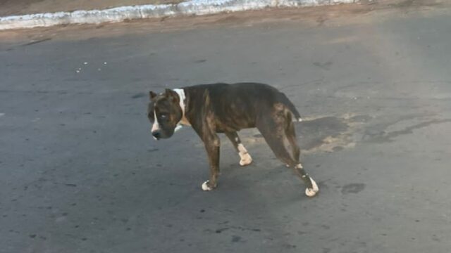 Tutora é autuada após pitbull ser flagrado solto em via pública em Campo Alegre de Goiás