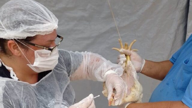 Goiás decreta situação de emergência zoossanitária preventiva contra a gripe aviária