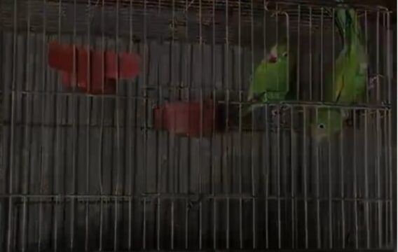 Polícia Ambiental resgata pássaros silvestres mantidos em cativeiro em Corumbaíba