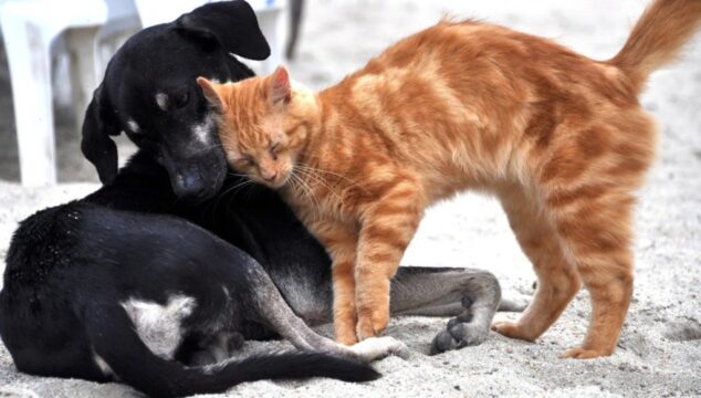 Campanha Antirrábica 2025 oferece vacinação gratuita para cães e gatos nas comunidades rurais de Catalão; confira datas e locais