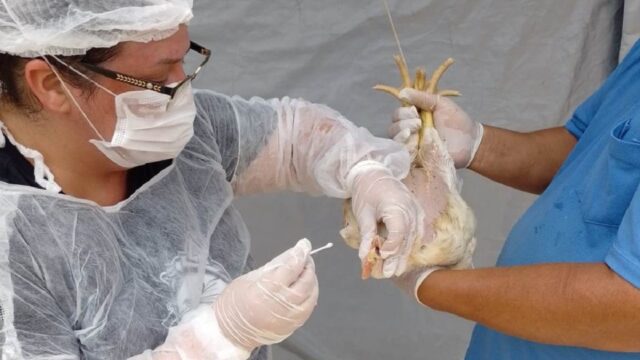 Agrodefesa reforça estado de alerta e ações de prevenção contra a gripe aviária em Goiás
