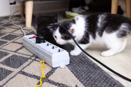 Pets e segurança elétrica: Equatorial Goiás dá dicas para evitar acidentes