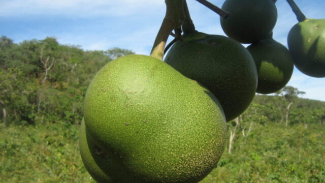 Pequi e outros frutos do Cerrado têm mais proteínas que frutas comerciais, mostra estudo