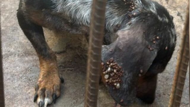 Homem é preso por maus-tratos a cachorro em Piracanjuba