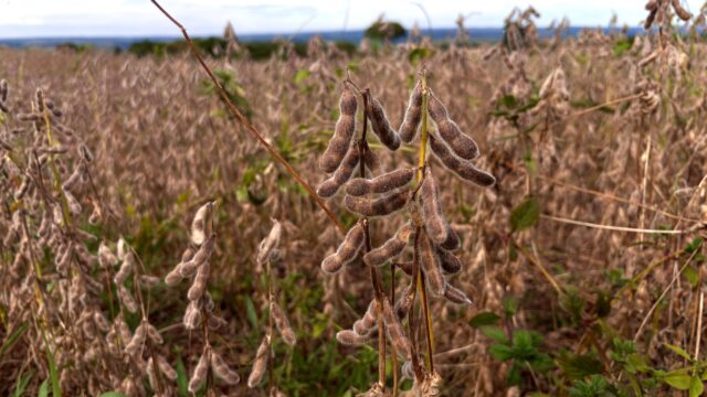 Produção de grãos em Goiás deve avançar 17% na safra 2024/2025
