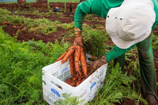 Goiás registra alta de 6,4% nas admissões da agropecuária em 2025