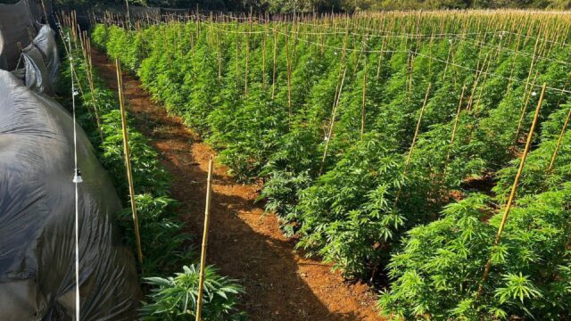 Polícia Militar descobre plantação com 6 mil pés de maconha em Patrocínio durante Operação Mandrágora