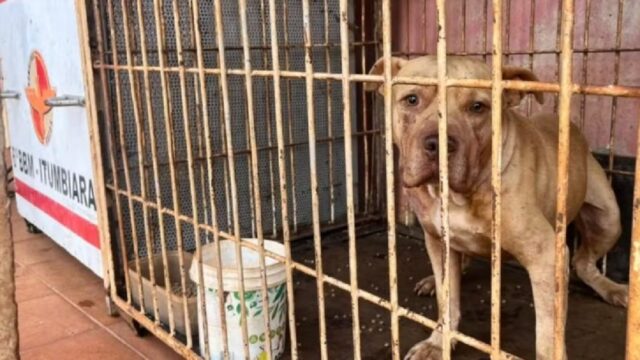 Criança morre após ser atacada por pit bull dentro de casa, em Itumbiara