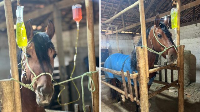 Surto nacional de ração contaminada atinge Uberlândia: 18 cavalos mortos e mais de 280 óbitos no país