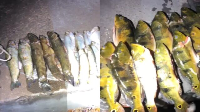 Motorista é preso por embriaguez ao volante e transporte irregular de pescado em Caldas Novas
