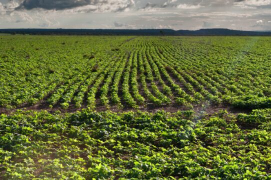 FCO Rural ultrapassa R$ 1 bilhão em financiamentos aprovados em 2025