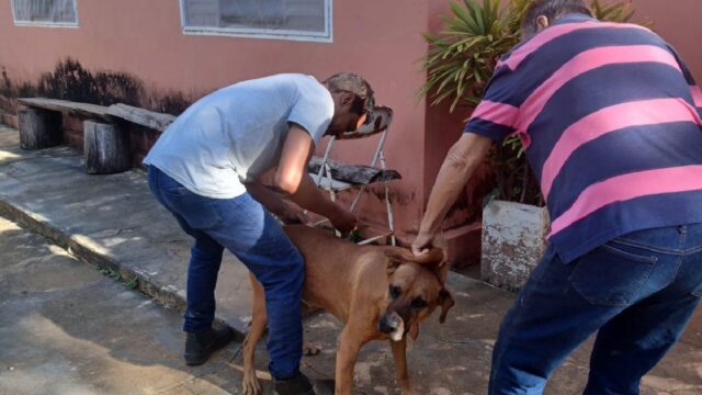 Campo Alegre inicia campanha de vacinação antirrábica na zona rural