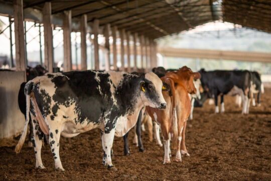 Programa de Melhoramento Genético Bovino atende todas as regiões de Goiás*
