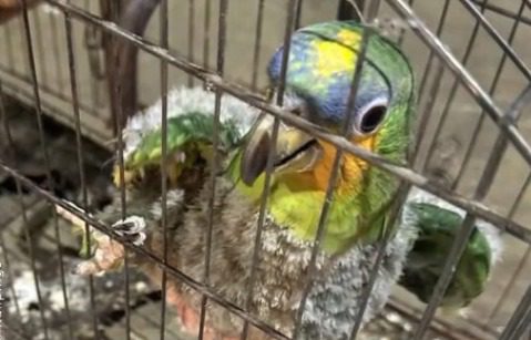 PMGO combate pesca predatória e resgata pássaro silvestre em Anhanguera