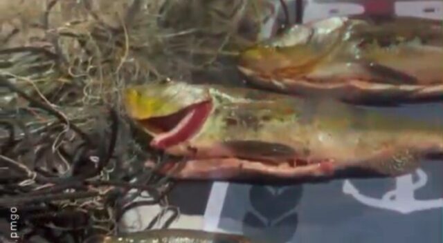 Homem é preso em Anhanguera por pesca predatória; 11 kg de pescado e 100 metros de redes foram apreendidos