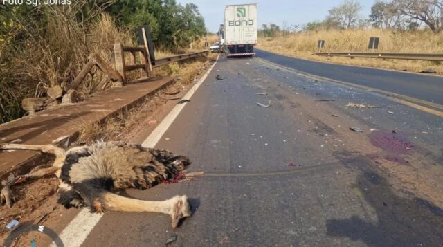 Uberlândia: Ema na pista provoca acidente com duas carretas e caminhonete na MGC-497