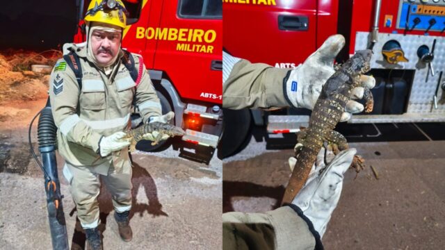 Bombeiros combatem incêndio em vegetação e resgatam animal ferido em Catalão