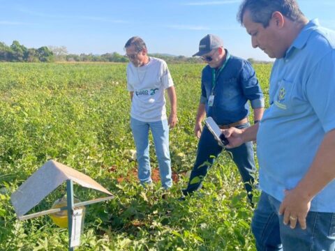 Com apoio do Governo de Goiás, melão produzido no estado ganha o mercado internacional