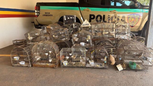 Polícia Militar apreende 83 aves silvestres mantidas em cativeiro irregular em Coromandel