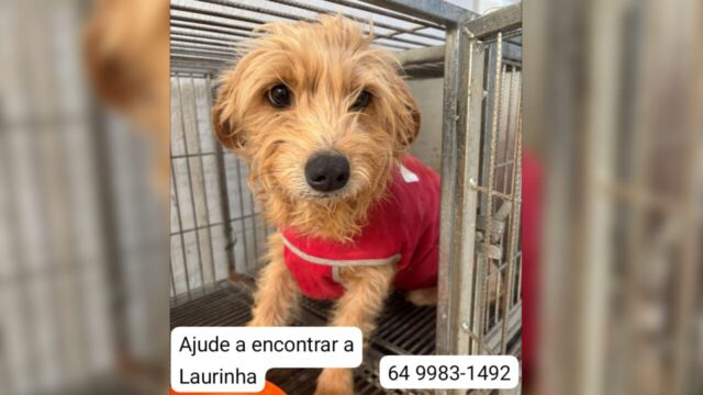 Cadelinha Laurinha desaparece após acidente na GO-305, entre Anhanguera e Cumari