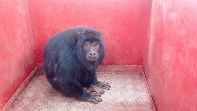 Bombeiros resgatam macaco bugio ferido em área urbana de Monte Carmelo