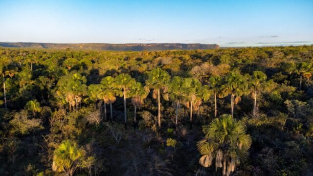 Goiás remunera produtores rurais que preservam Cerrado